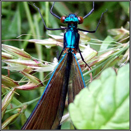 Beautiful Demoiselle, Calopteryx virgo