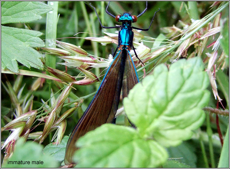 Beautiful Demoiselle, Calopteryx virgo