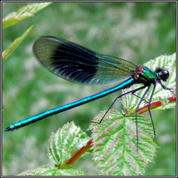 Banded Demoiselle, Calopteryx splendens