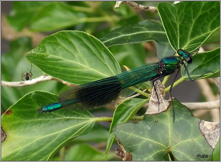 Banded Demoiselle, Calopteryx splendens