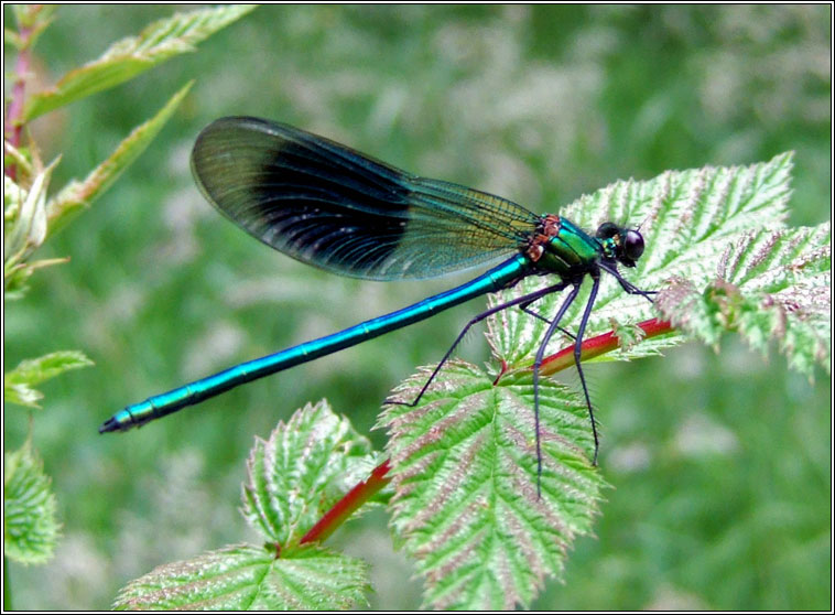 Banded Demoiselle, Calopteryx splendens