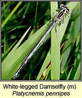 Platycnemis pennipes, White-legged Damselfly
