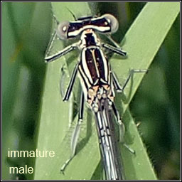 White-legged Damselfly, Platycnemis pennipes