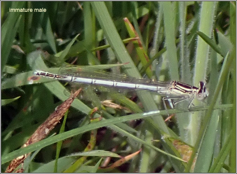 White-legged Damselfly, Platycnemis pennipes