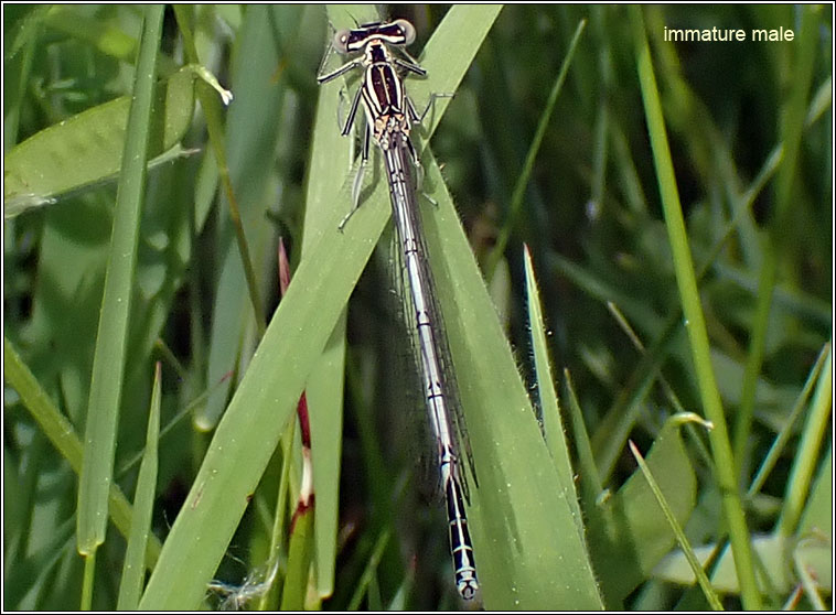 White-legged Damselfly, Platycnemis pennipes