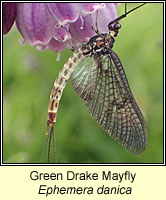 Ephemera danica, Green Drake Mayfly