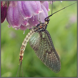 Green Drake Mayfly, Ephemera danica