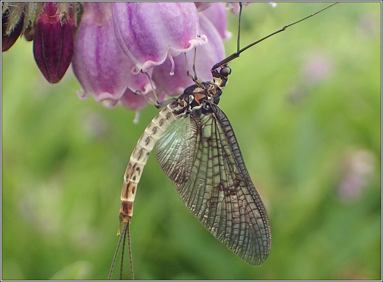 Green Drake Mayfly, Ephemera danica