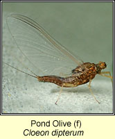 Cloeon dipterum, Green Drake Mayfly