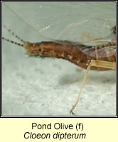 Cloeon dipterum, Green Drake Mayfly