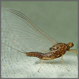 Pond Olive, Cloeon dipterum