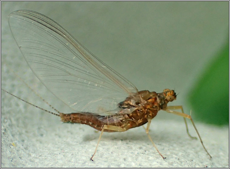 Pond Olive, Cloeon dipterum