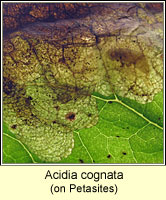 Acidia cognata