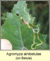 Agromyza alnibetulae