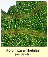 Agromyza alnibetulae