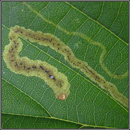 Agromyza alnivora