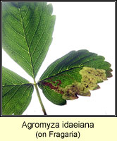 Agromyza idaeiana 