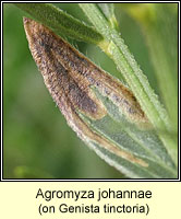 Agromyza johannae