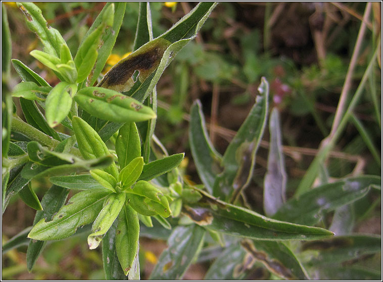 Agromyza lithospermi