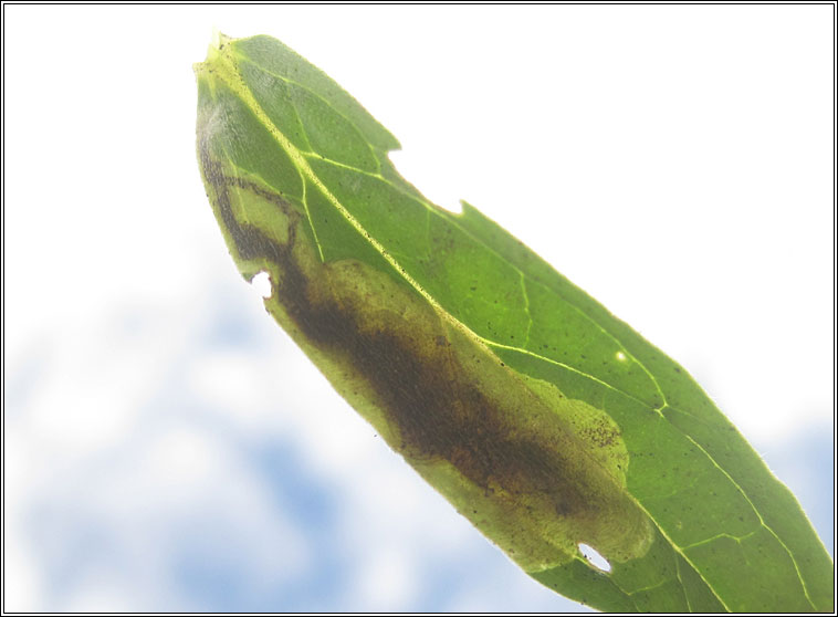 Agromyza lithospermi