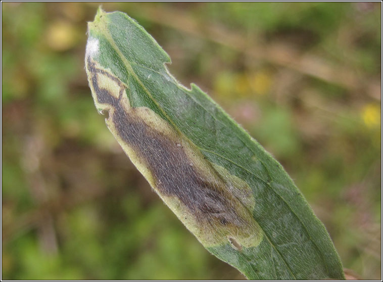 Agromyza lithospermi