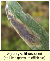 Agromyza lithospermi