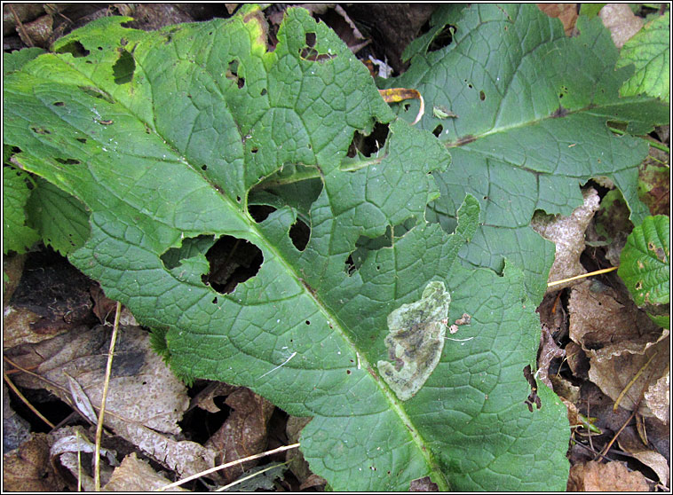 Agromyza abiens or Agromyza myosotidis