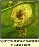 Agromyza abiens or myosotidis