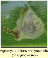 Agromyza abiens or myosotidis