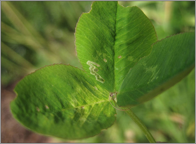 Agromyza nana