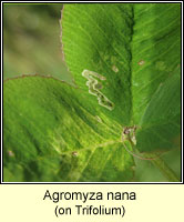 Agromyza nana