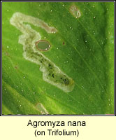 Agromyza nana