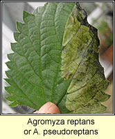 Agromyza reptans / pseudoreptans