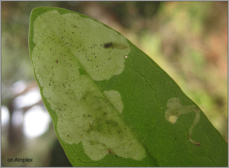 Amauromyza flavifrons