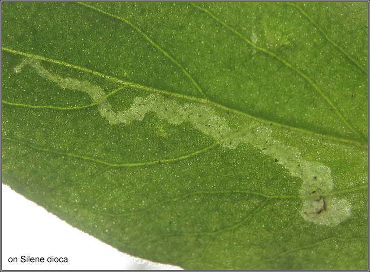 Amauromyza flavifrons