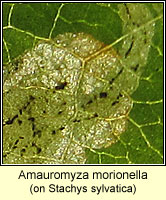 Amauromyza morionella