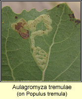 Aulagromyza tremulae