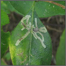 Chromatomyia aprilina