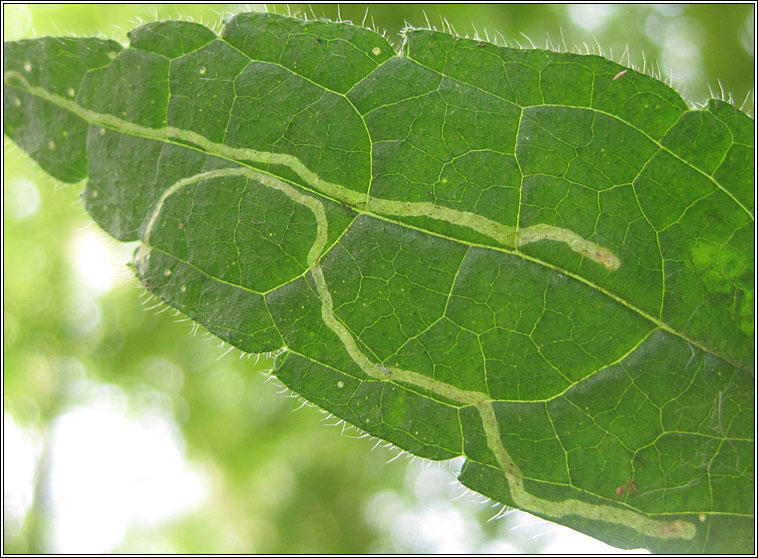 Chromatomyia horticola