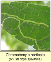 Chromatomyia horticola