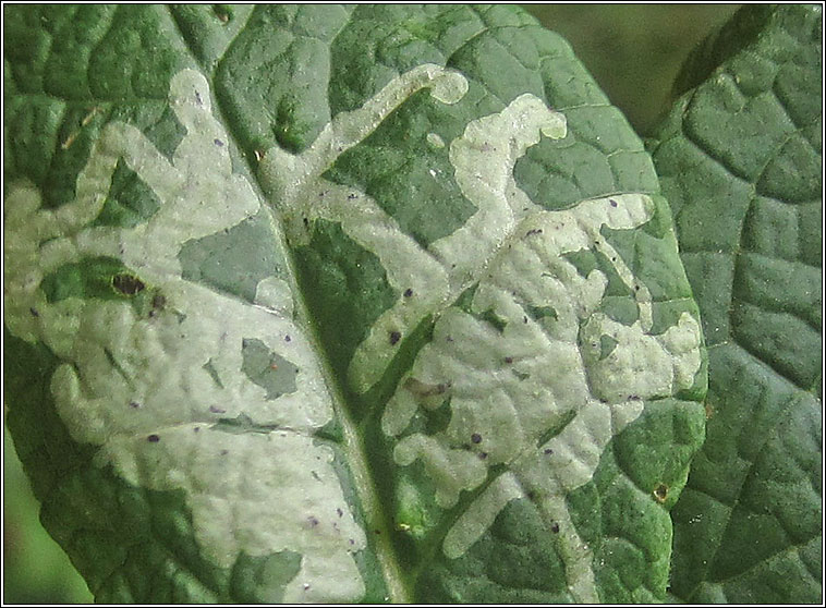 Chromatomyia primulae