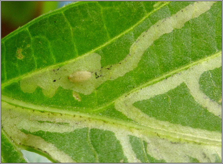 Chromatomyia cf syngenesiae