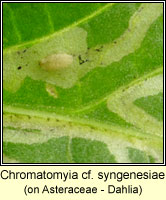 Chromatomyia syngenesiae