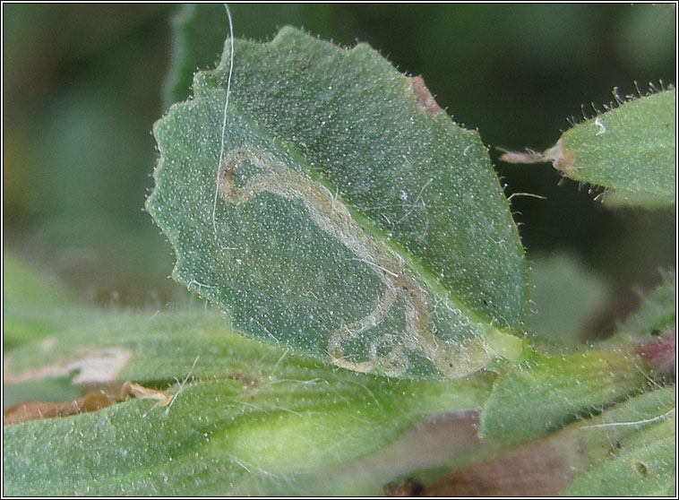 Liriomyza cicerina