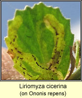 Liriomyza cicerina