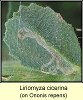 Liriomyza cicerina