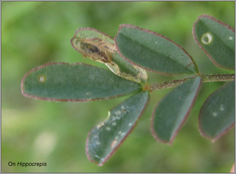 Liriomyza congesta