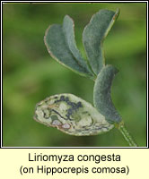 Liriomyza congesta