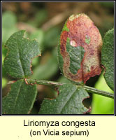 Liriomyza congesta