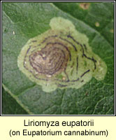 Liriomyza eupatorii